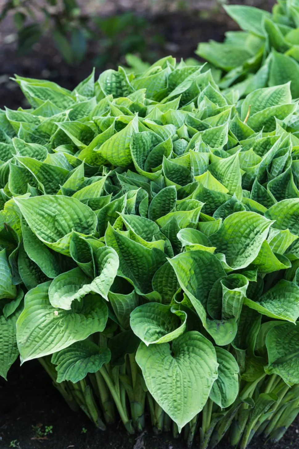 Funkie - Hosta, verschiedene Sorten