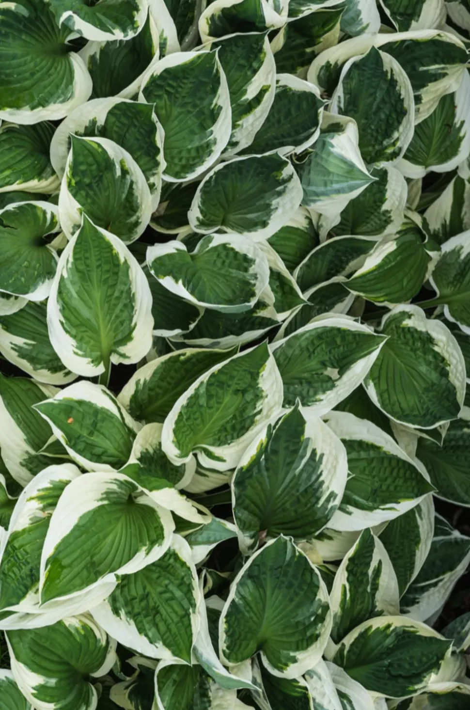 Funkie - Hosta, verschiedene Sorten