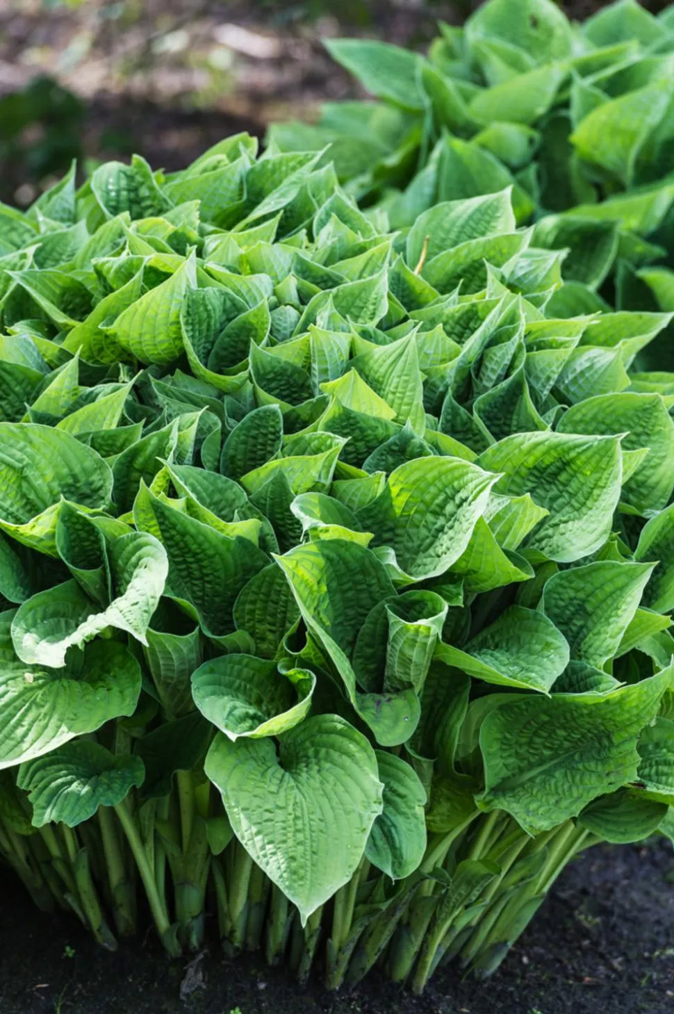 Funkie - Hosta, verschiedene Sorten