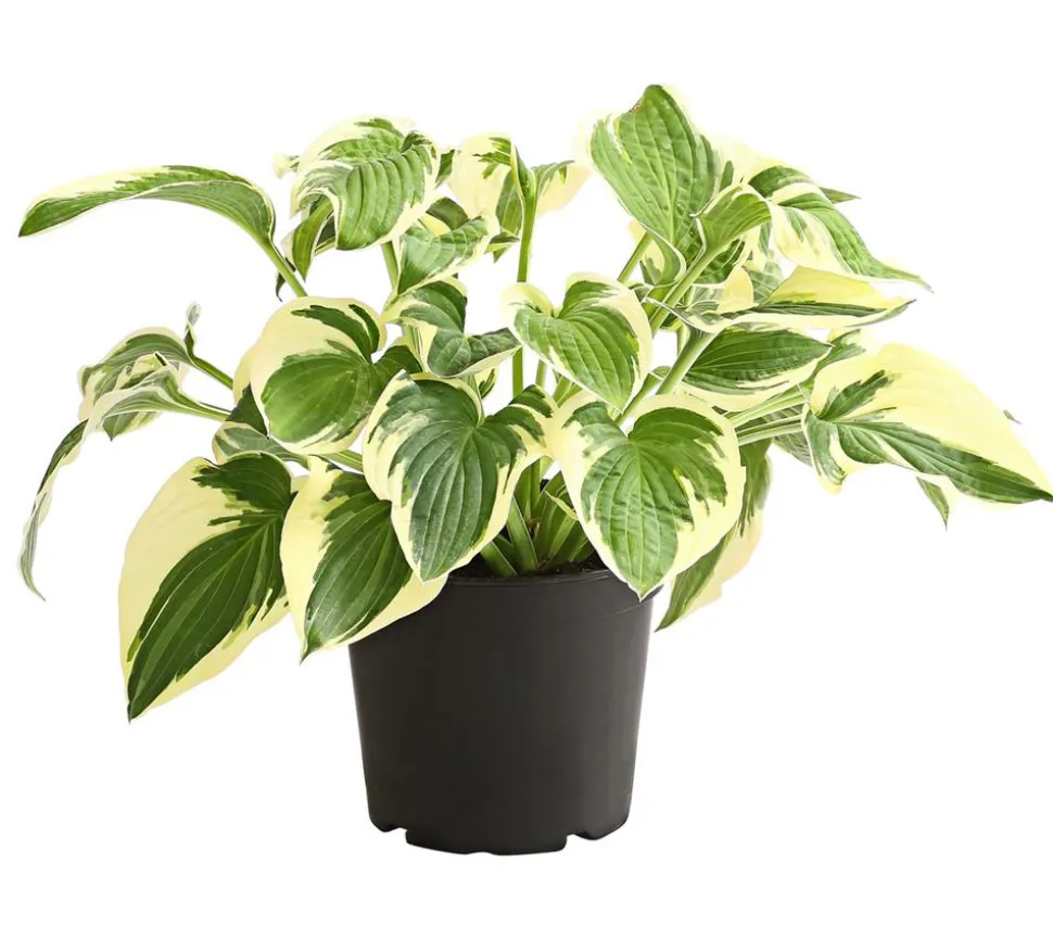 Funkie - Hosta, verschiedene Sorten
