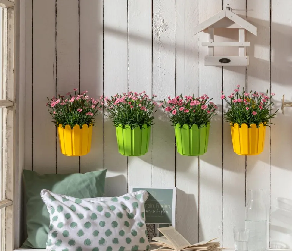 Garten-Nelke 'Peach Party'