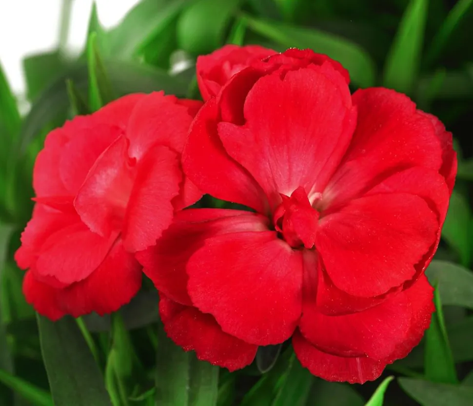 Garten-Nelke, verschiedene Farben