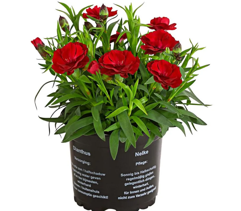 Garten-Nelke, verschiedene Farben