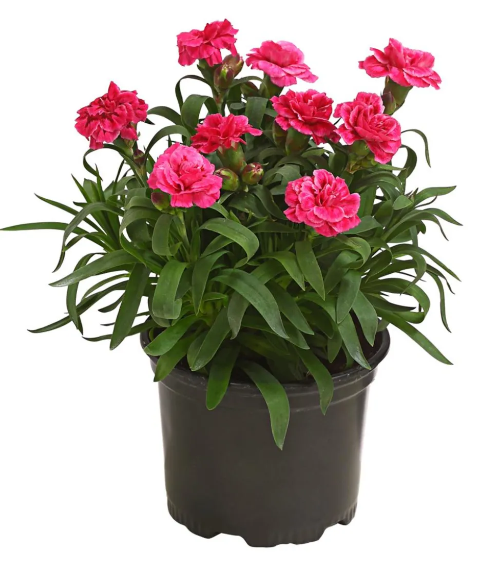 Garten-Nelke, verschiedene Farben