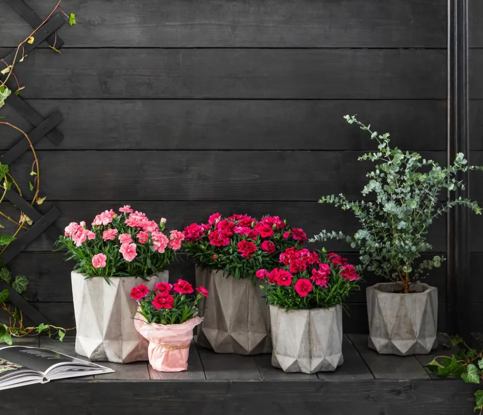 Garten-Nelke, verschiedene Farben
