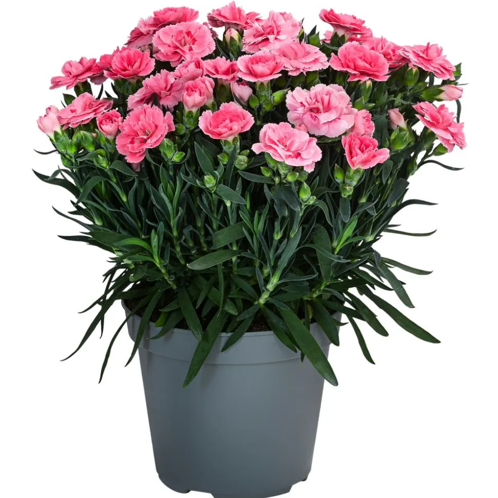 Garten-Nelke, verschiedene Farben