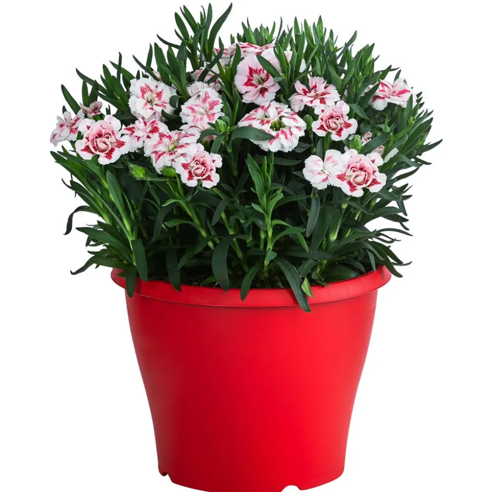 Garten-Nelke, zweifarbig, verschiedene Sorten