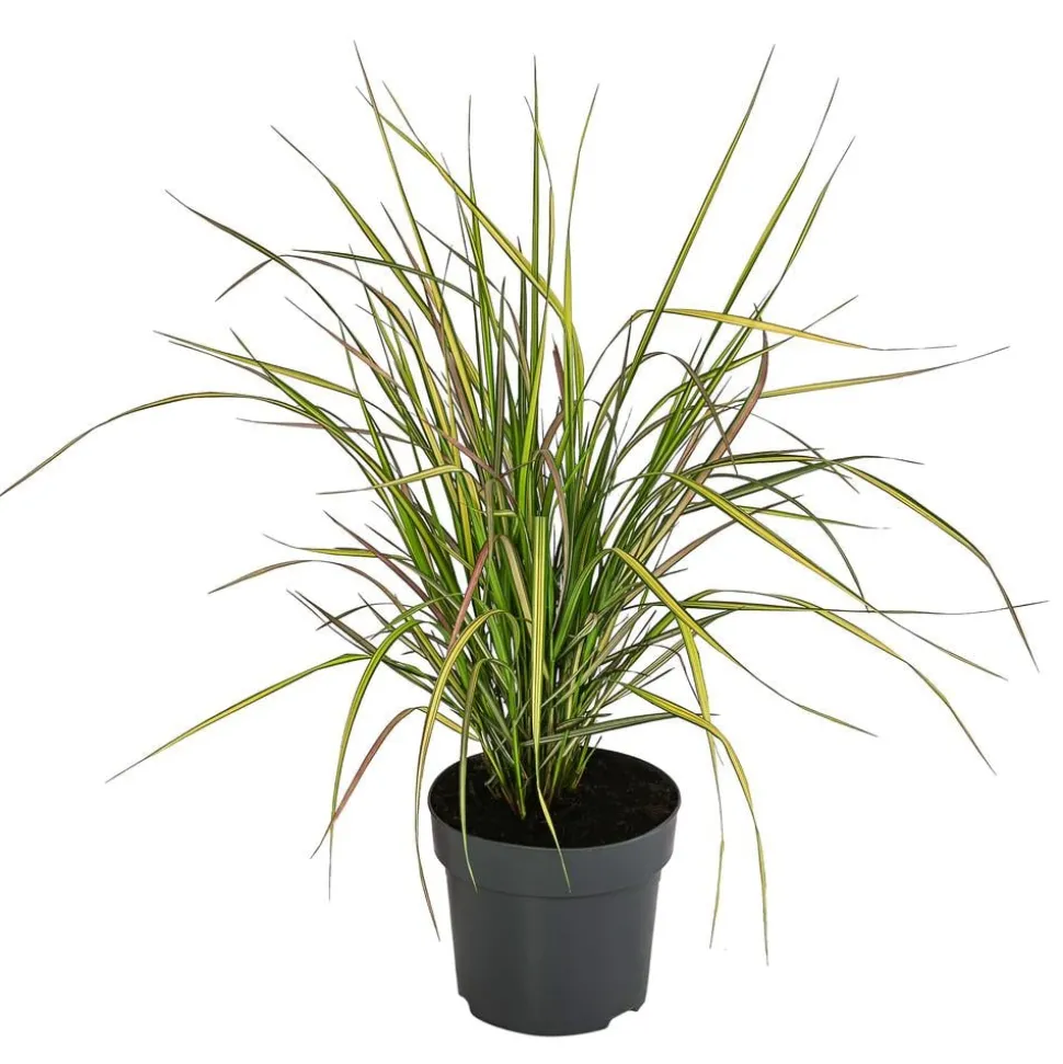 Garten-Reitgras 'Eldorado'