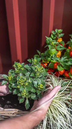Garten-Segge 'Evergold'