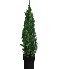 Gartenzypresse 'Little Spire'