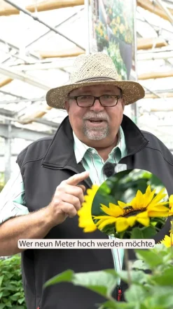 Gefüllte Stauden-Sonnenblume 'Double Whammy'