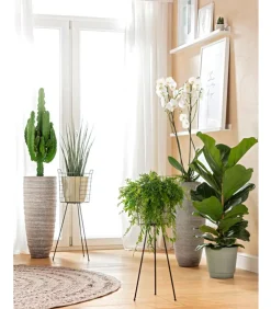 Geigenfeige - Ficus lyrata