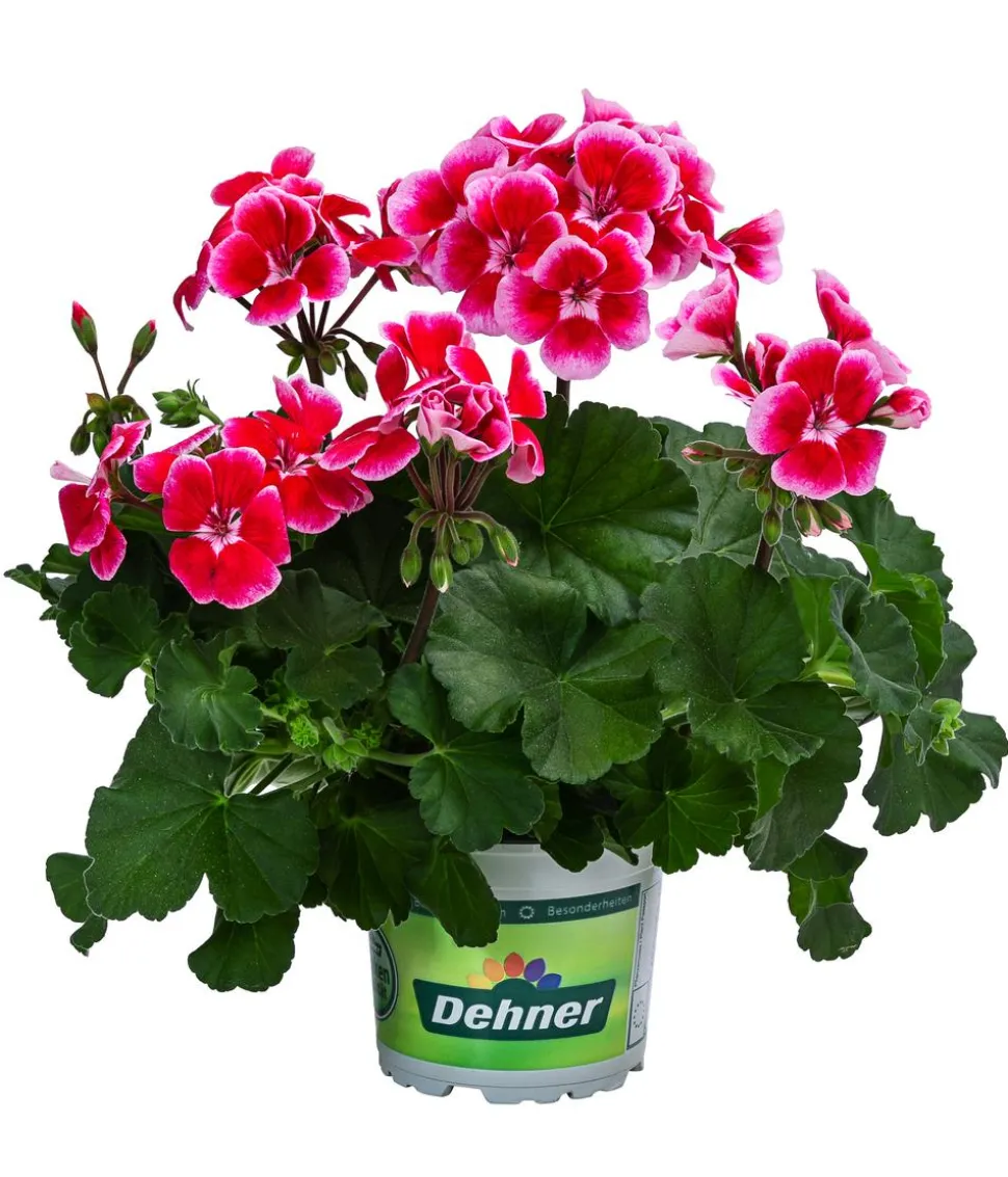 Geranie 'Smokey Ylenia'