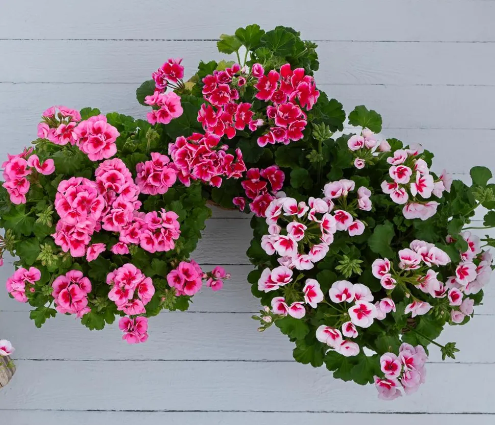 Geranie 'Smokey Ylenia'