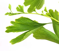 Ginkgobaum - Fächerblattbaum