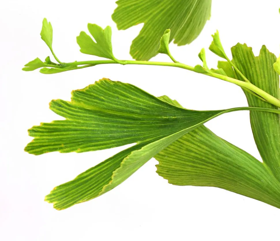 Ginkgobaum - Fächerblattbaum