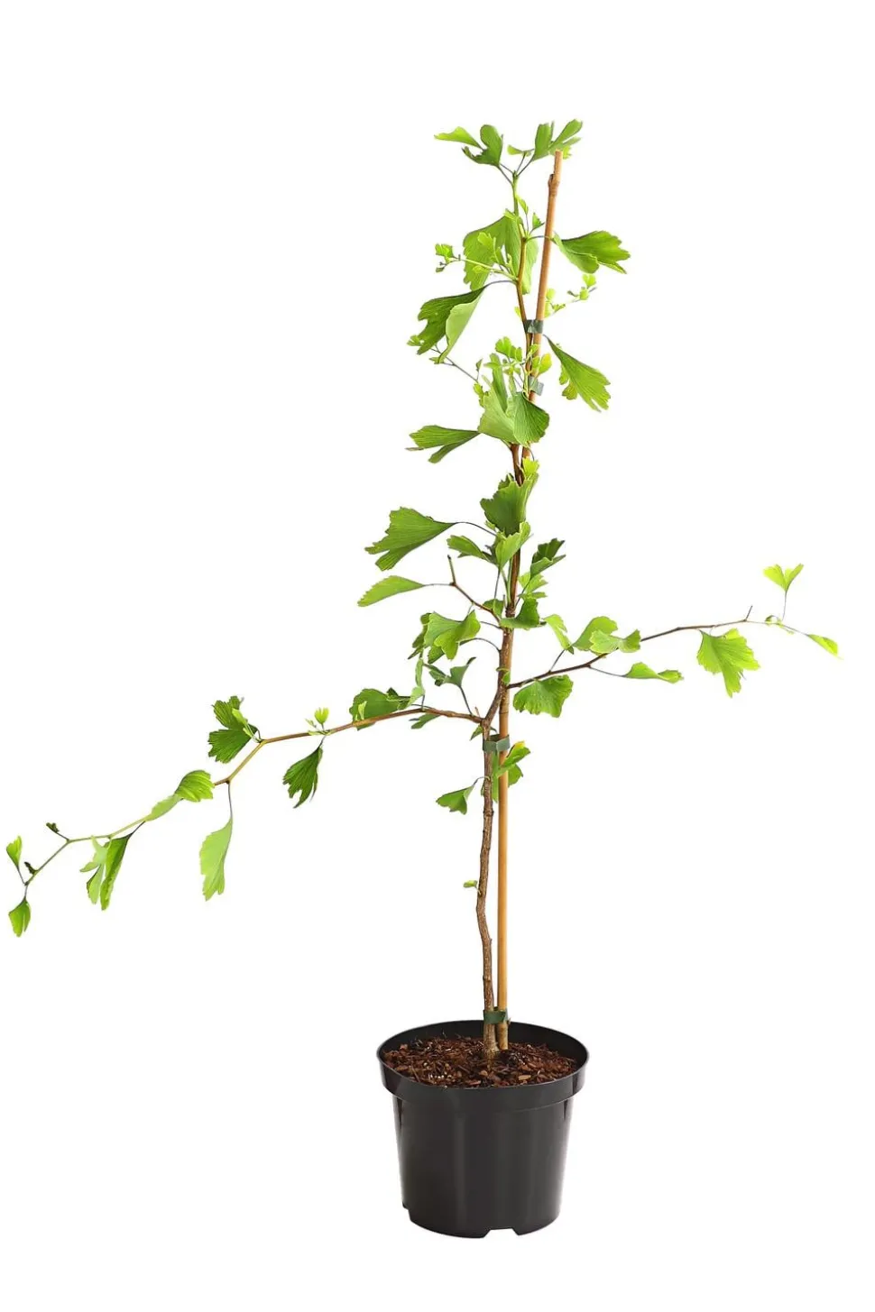 Ginkgobaum - Fächerblattbaum