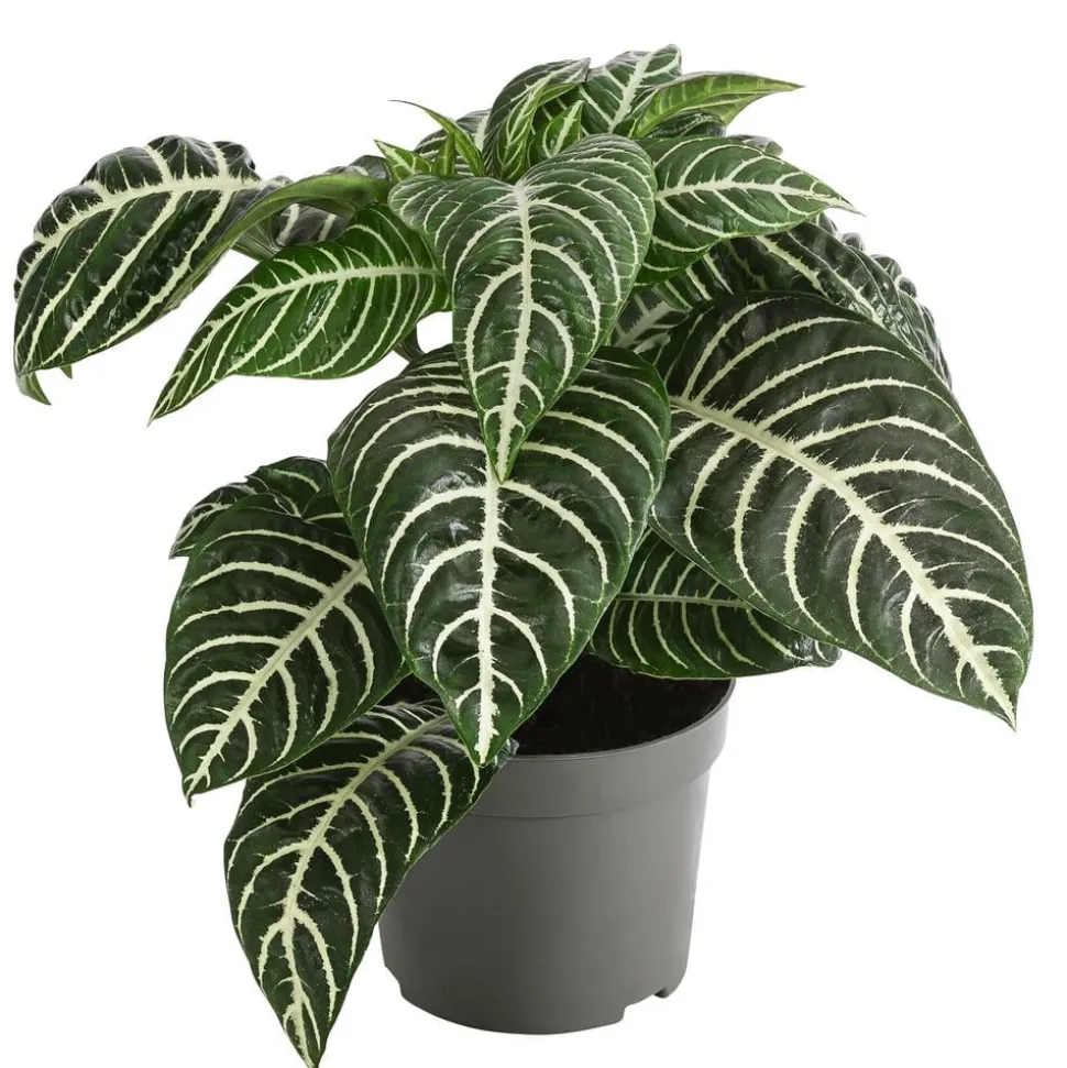 Glanzkölbchen - Aphelandra squarrosa