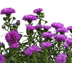Glattblatt-Aster