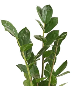 Glücksfeder - Zamioculcas zamiifolia
