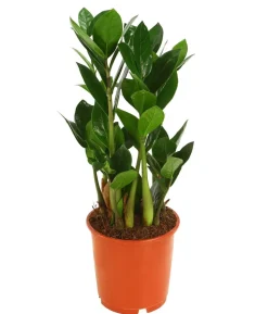 Glücksfeder - Zamioculcas zamiifolia