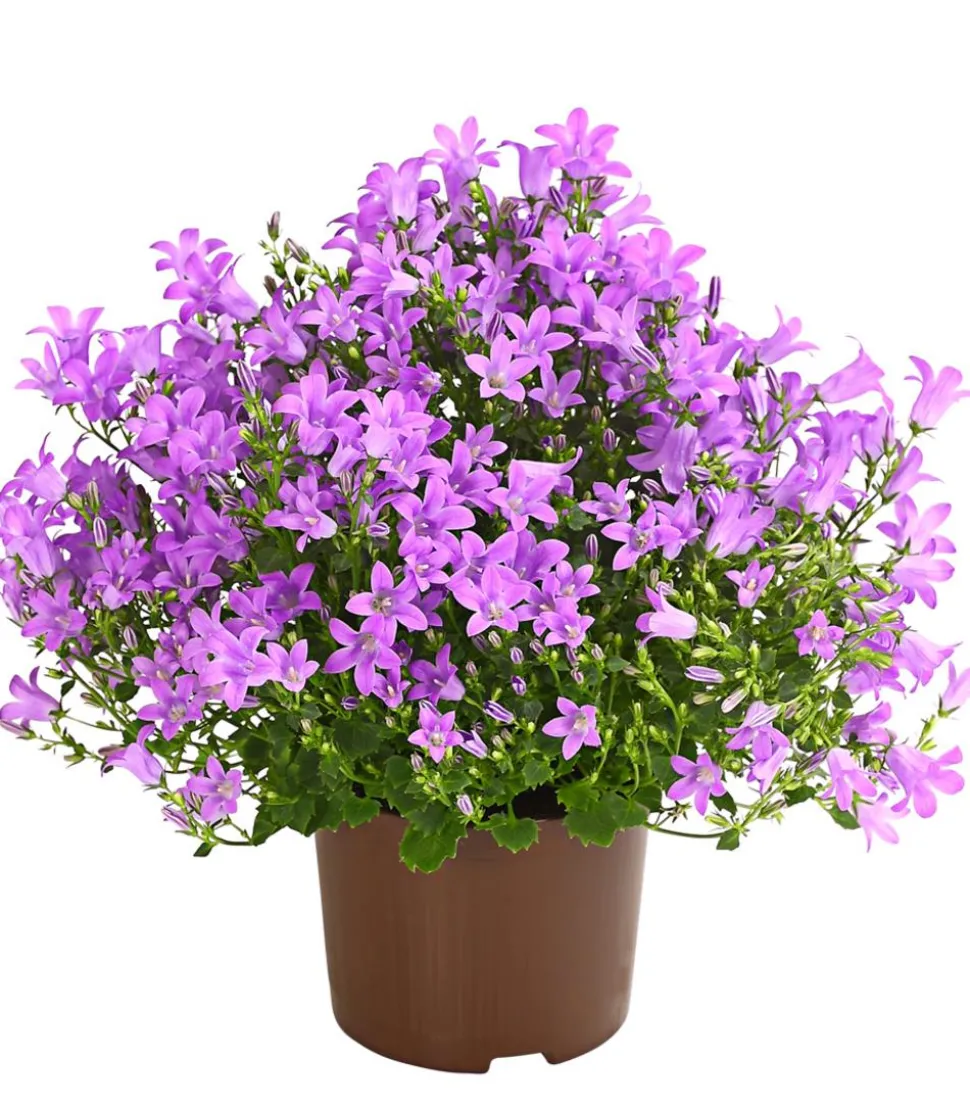 Glockenblume - Campanula portenschlagiana 'Get mee®'