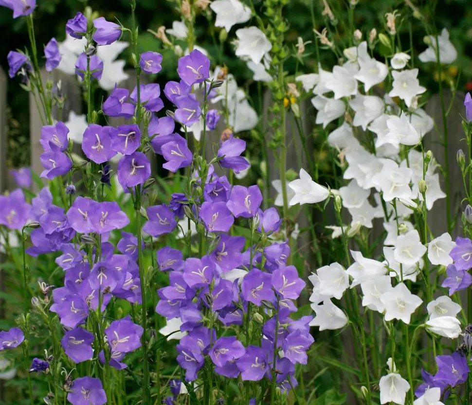 Glockenblume 'Takion', verschiedene Farben
