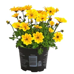 Goldmarie 'Golden Empire'