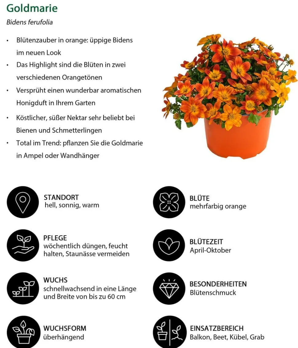 Goldmarie, orange
