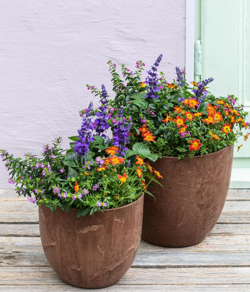 Goldmarie, orange