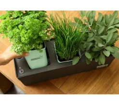 GREENBAR® Dill