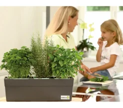 GREENBAR® Erdbeere 'Delizz'