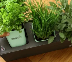 GREENBAR® Oregano