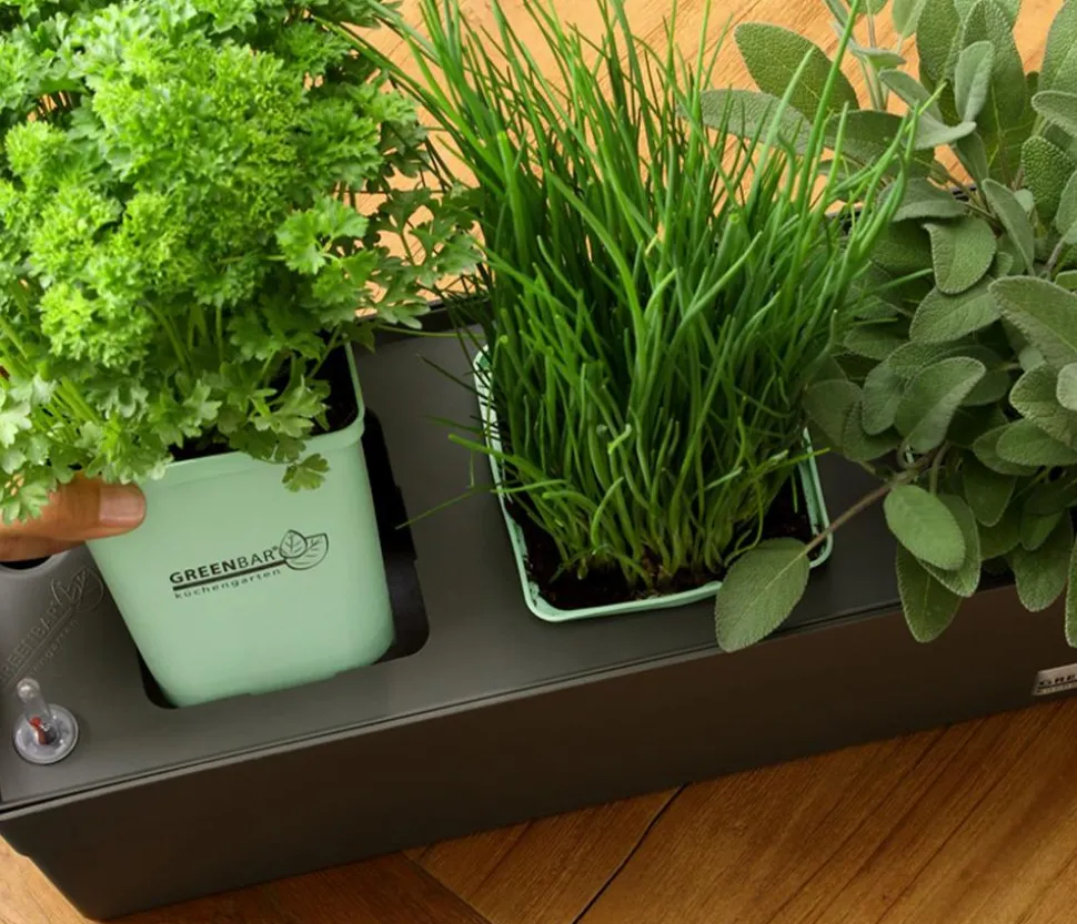 GREENBAR® Petersilie 'Mooskrause'