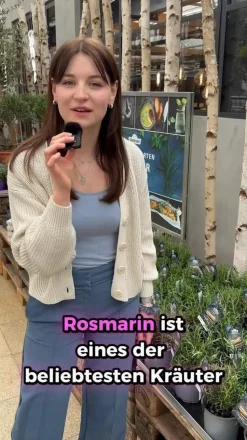 GREENBAR® Rosmarin, stehend