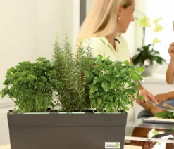 GREENBAR® Strauchbasilikum