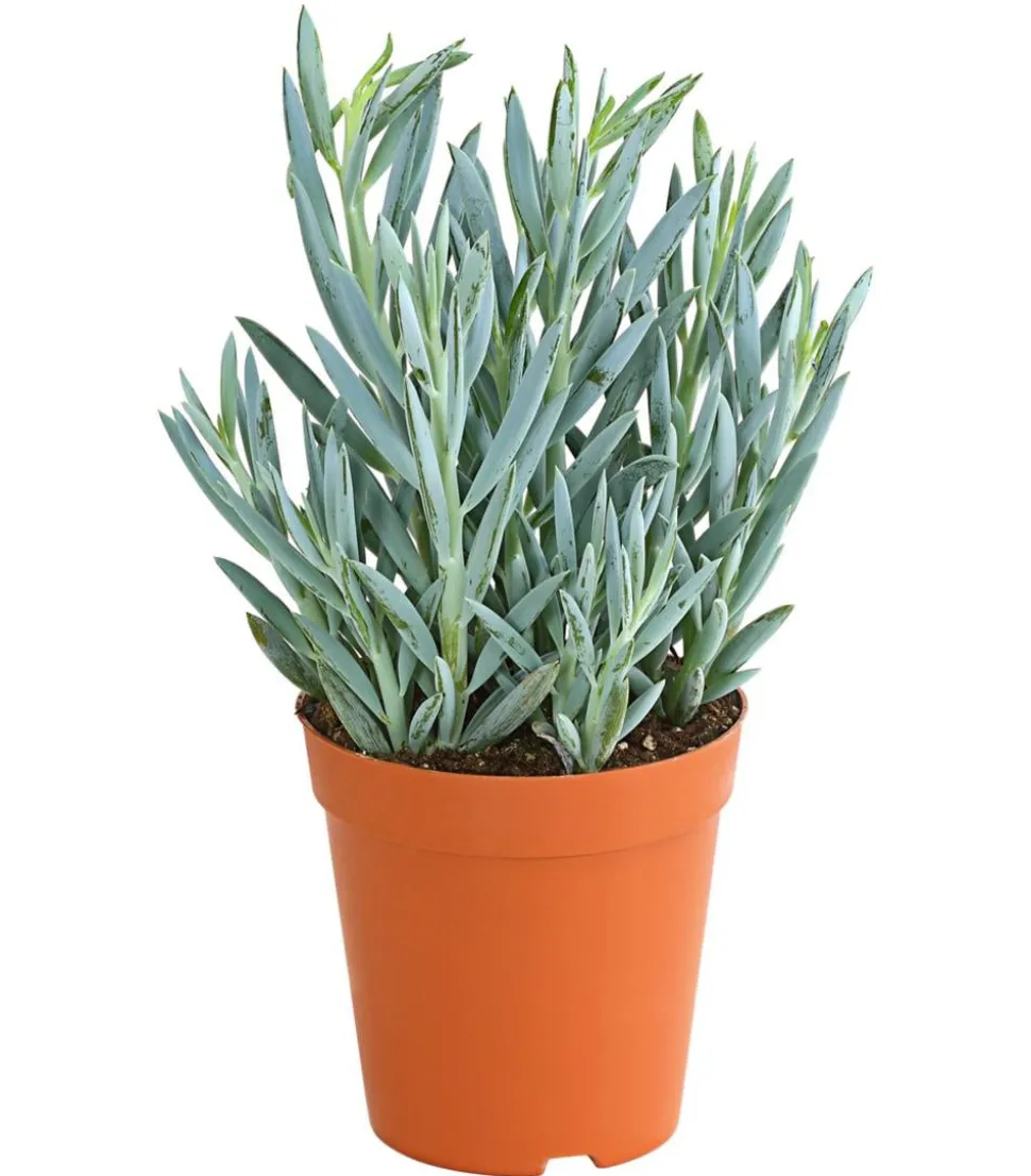 Greiskraut - Senecio talinoides 'Aquarine Mount Everest®'