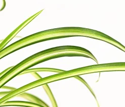 Grünlilie - Chlorophytum comosum 'Atlantic'