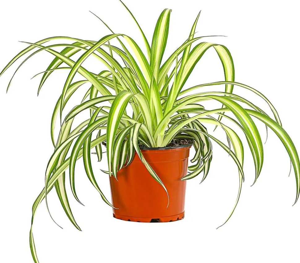 Grünlilie - Chlorophytum comosum 'Variegata'