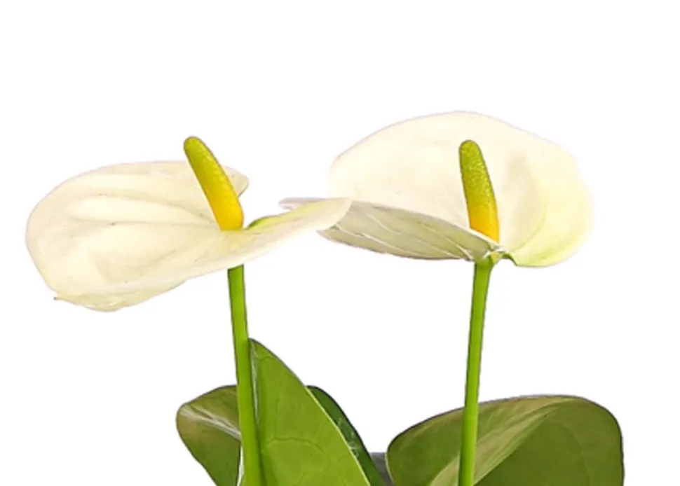 Große Flamingoblume - Anthurium andreanum, weiß