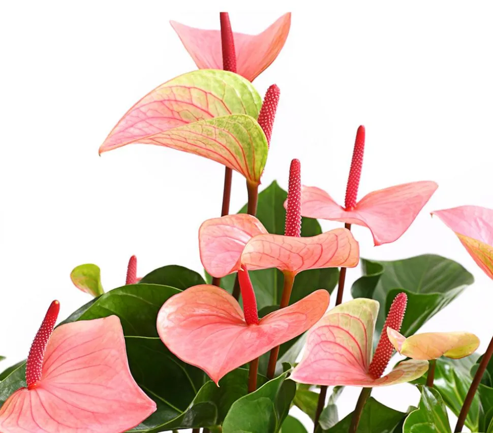 Große Flamingoblume - Anthurium andreanum 'Summerlove'