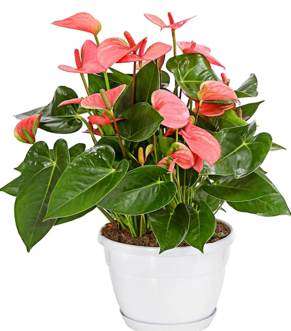 Große Flamingoblume - Anthurium andreanum, rosa