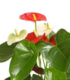 Große Flamingoblume - Anthurium andreanum 'Frankonien'