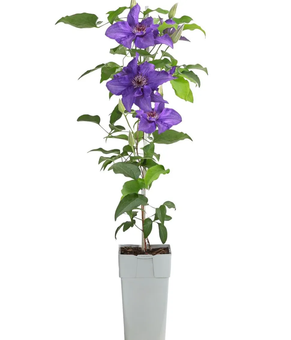 Guernsey Waldrebe - Clematis 'Lindsay'