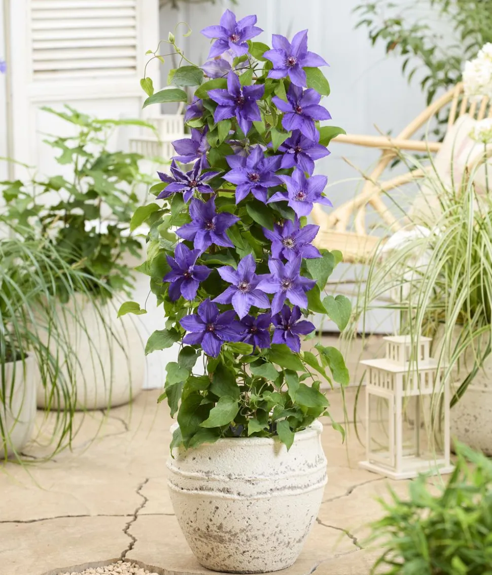 Guernsey Waldrebe - Clematis 'Lindsay'