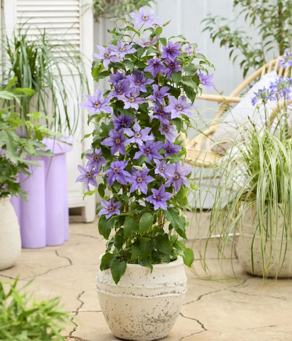 Guernsey Waldrebe - Clematis 'Tumaini'