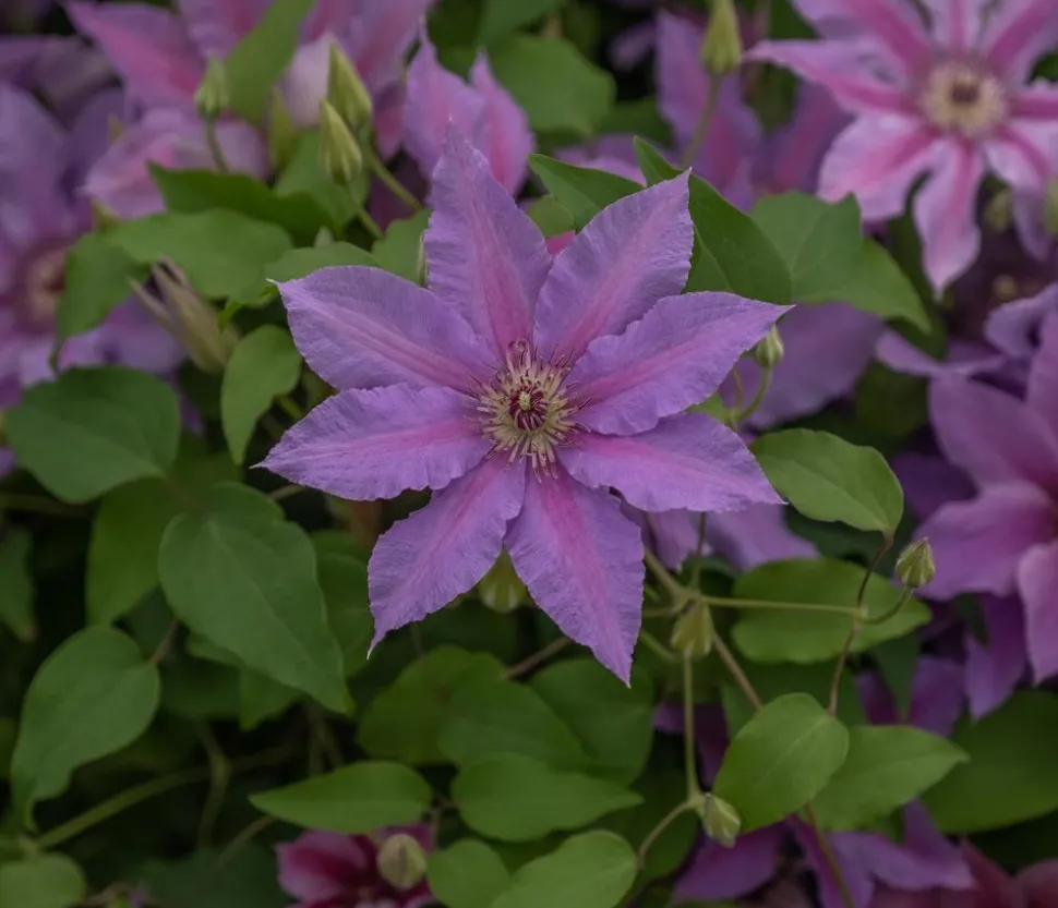 Guernsey Waldrebe - Clematis 'Tumaini'