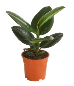 Gummibaum - Ficus elastica 'Robusta'