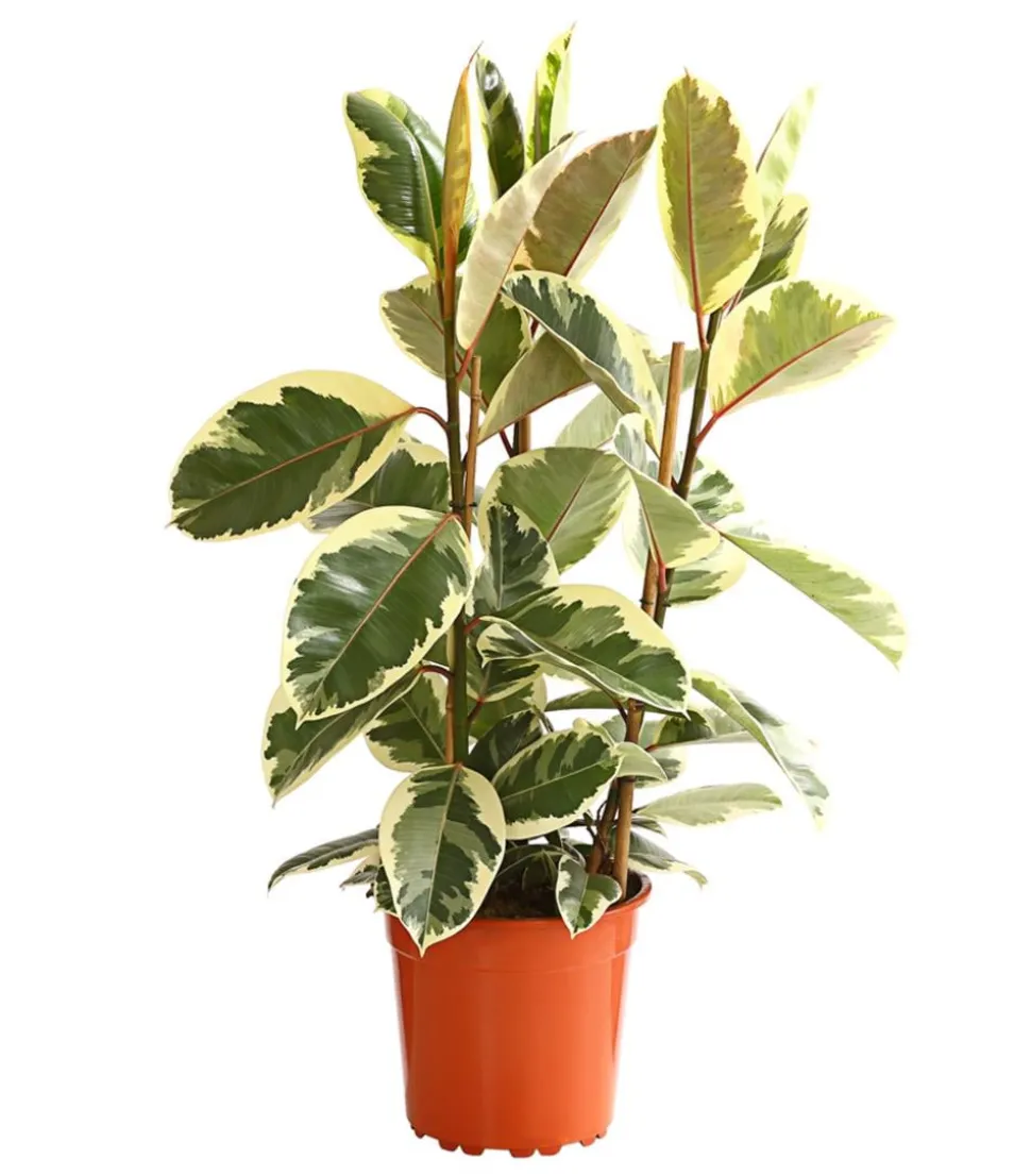 Gummibaum - Ficus elastica 'Tineke'