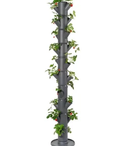 Gusta Garden Erdbeerbaum Sissi Strawberry Infinity, ca. B32/H185/T27 cm
